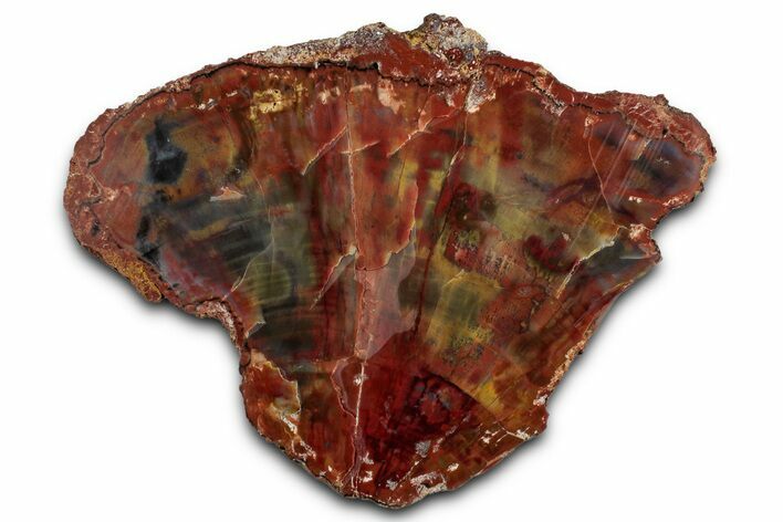 Polished Petrified Rainbow Wood (Araucarioxylon) - Arizona #350862